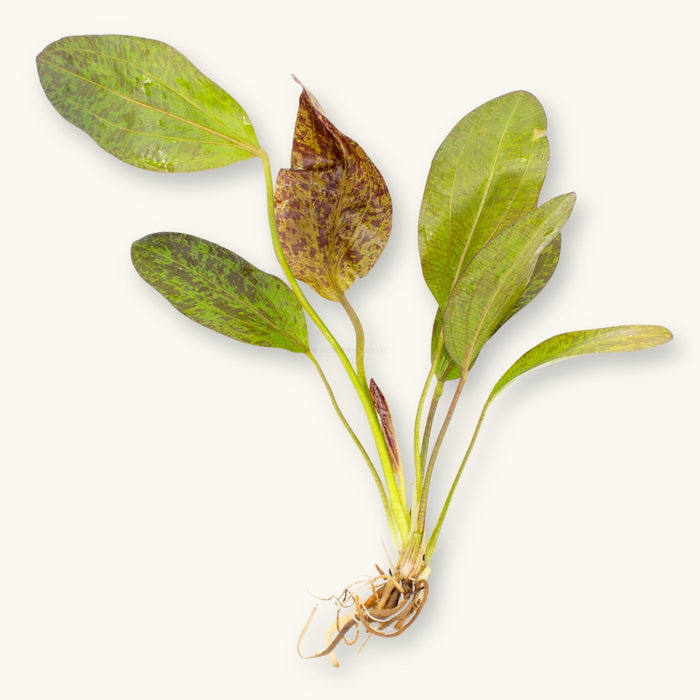A Red Flame Sword (Echinodorus) plant prepared for use in blackwater aquariums, photographed against a natural background at Betta Botanicals.