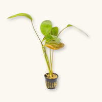 A single potted red flame sword plant for blackwater aquariums, photographed on a natural background at Betta Botanicals.