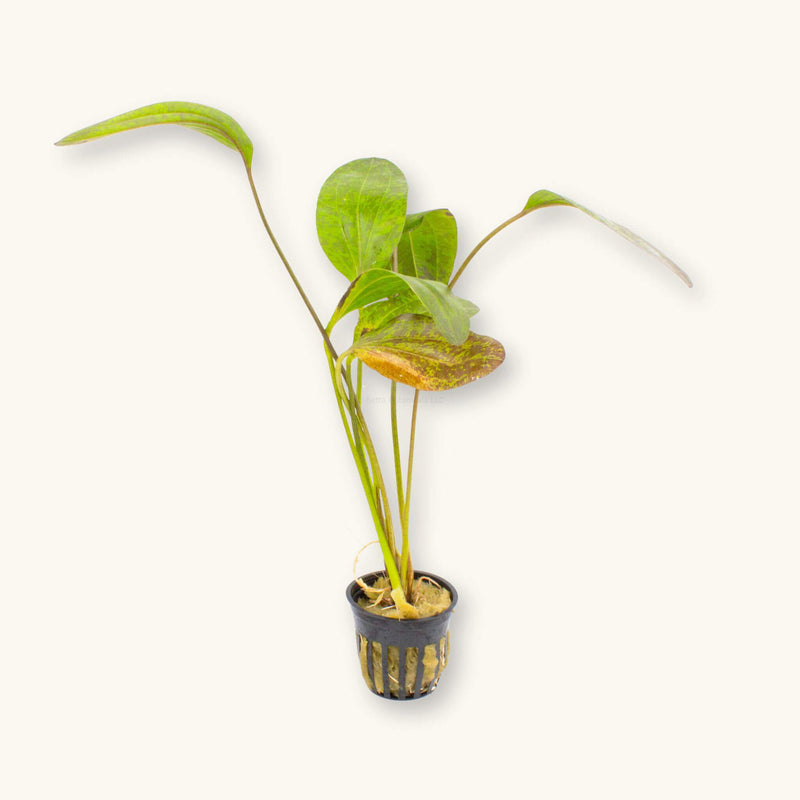 A single potted red flame sword plant for blackwater aquariums, photographed on a natural background at Betta Botanicals.