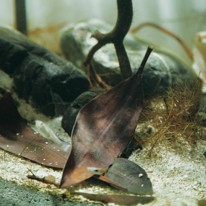 A rhyzophora mangal leaf in a clear water brackish water aquarium at Betta Botanicals.