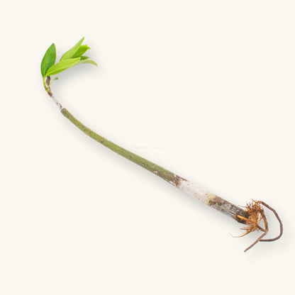 Red Mangrove Propagule with young leaves and roots for blackwater and brackish aquariums, photographed on a natural background at Betta Botanicals.