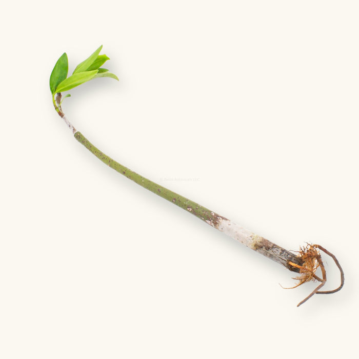 Red Mangrove Propagule with young leaves and roots for blackwater and brackish aquariums, photographed on a natural background at Betta Botanicals.