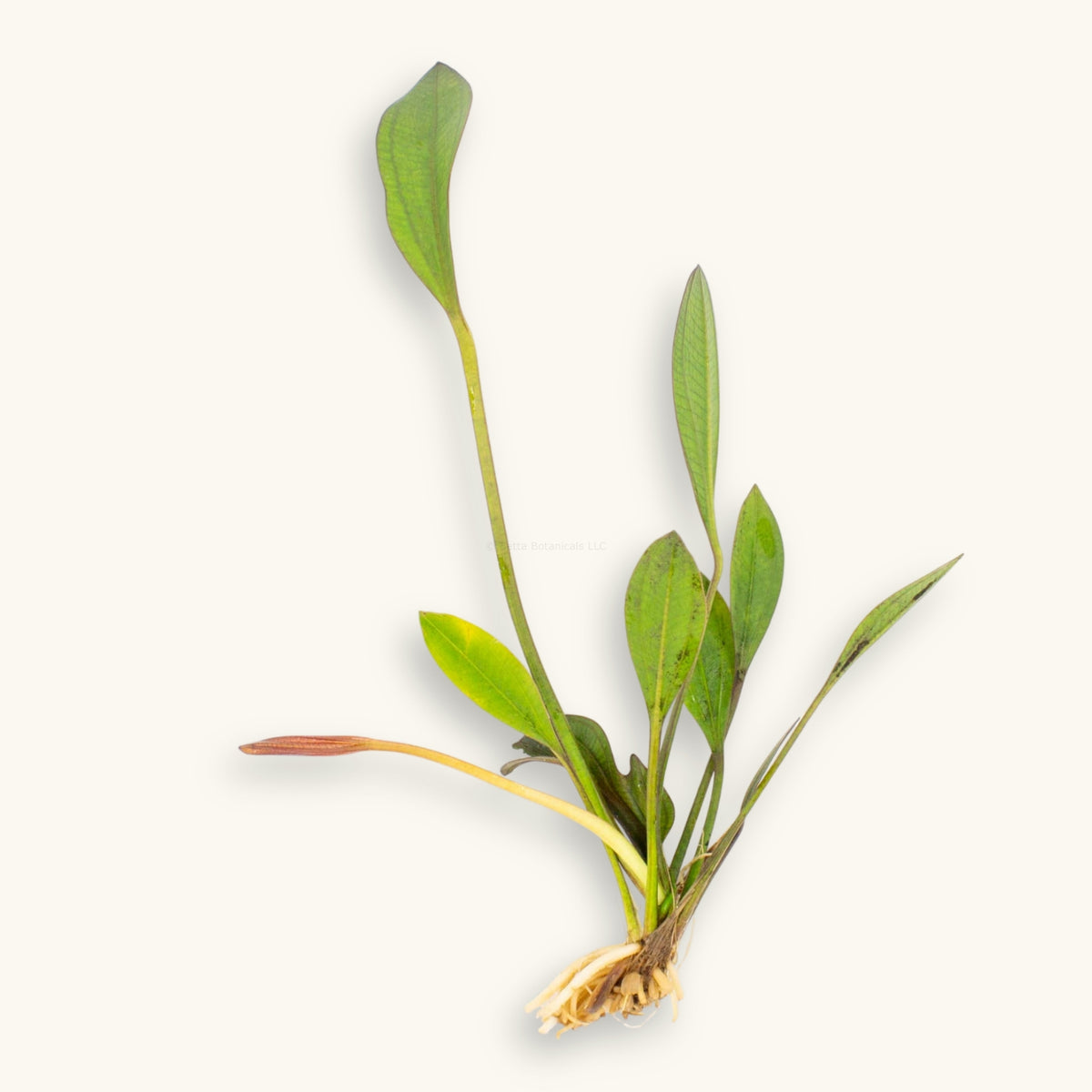 Red Melon Sword aquatic plant with roots exposed, photographed on a natural background for blackwater aquarium use at Betta Botanicals.