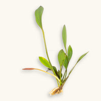 Red Melon Sword aquatic plant with roots exposed, photographed on a natural background for blackwater aquarium use at Betta Botanicals.