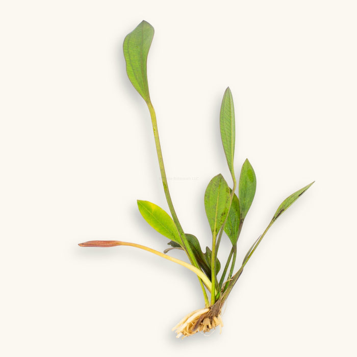 Red Melon Sword aquatic plant with roots exposed, photographed on a natural background for blackwater aquarium use at Betta Botanicals.
