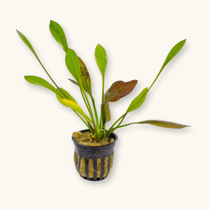 A single potted red melon sword for blackwater aquariums, photographed on a natural background at Betta Botanicals.