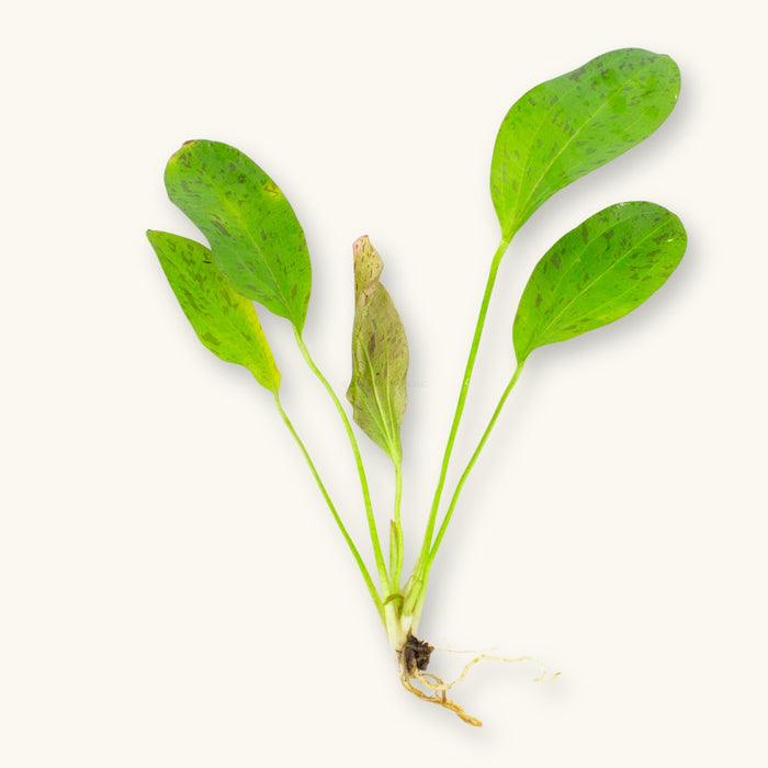 A Red Ozelot Sword (Echinodorus) plant prepared for use in blackwater aquariums, photographed against a natural background at Betta Botanicals.