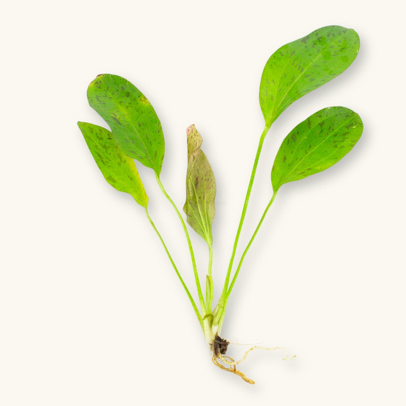 A Red Ozelot Sword (Echinodorus) plant prepared for use in blackwater aquariums, photographed against a natural background at Betta Botanicals.
