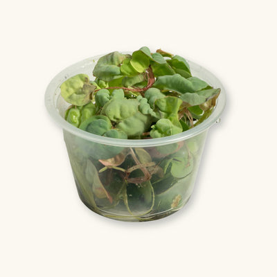 Red Root Floaters (Phyllanthus fluitans) cup portion for blackwater aquariums, photographed against a natural background at Betta Botanicals.