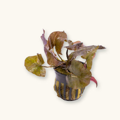 Red Tiger Lotus aquatic plant in pot with broad reddish leaves, photographed on a natural background for blackwater aquarium use at Betta Botanicals.