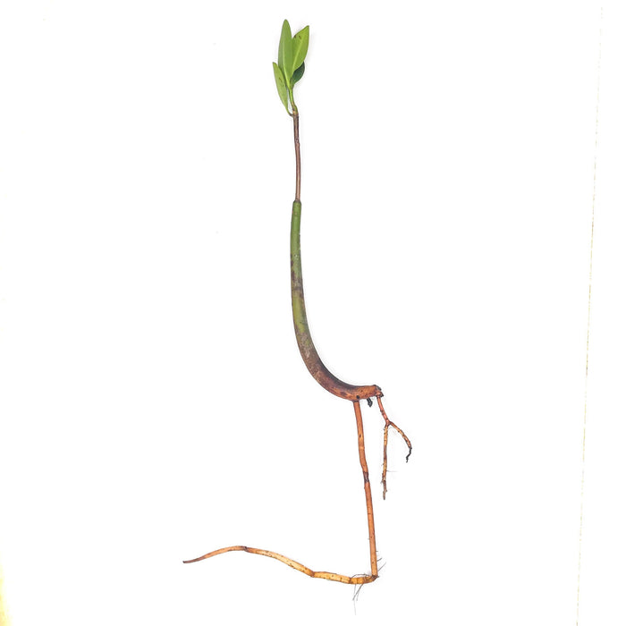 A red mangrove propagule with its prop-roots against a white background at Betta Botanicals.