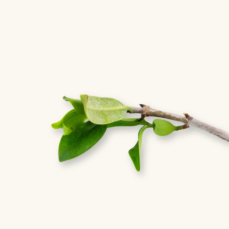 Rhizophora mangle cutting with green leaves photographed on a natural background for blackwater and brackish aquarium use at Betta Botanicals.