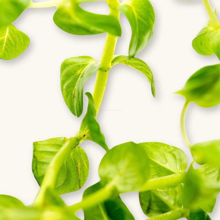 Green Rotala (Rotala rotundifolia) with vibrant stems and leaves, photographed against a natural background for blackwater aquarium use at Betta Botanicals.
