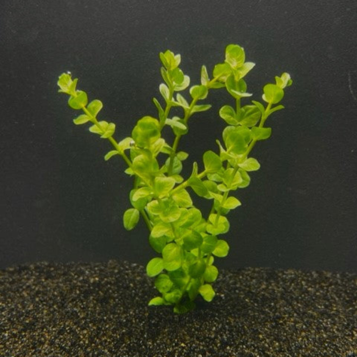 Stems of Rotala Rotundifolia with lime green circular leaves planted into a dark substrate for blackwater aquariums at Betta Botanicals.