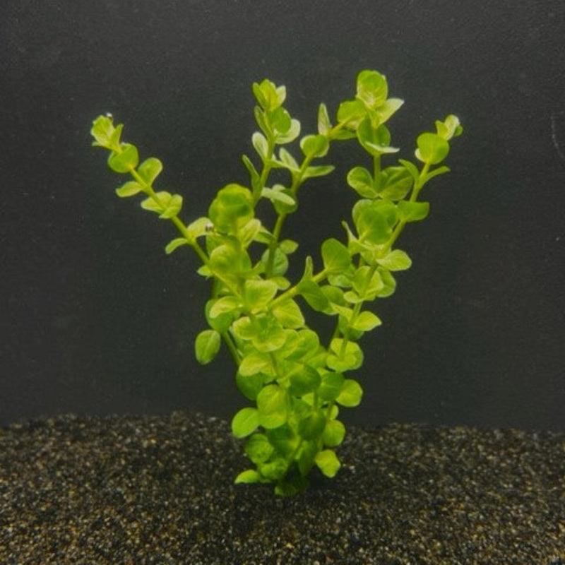 Stems of Rotala Rotundifolia with lime green circular leaves planted into a dark substrate for blackwater aquariums at Betta Botanicals.
