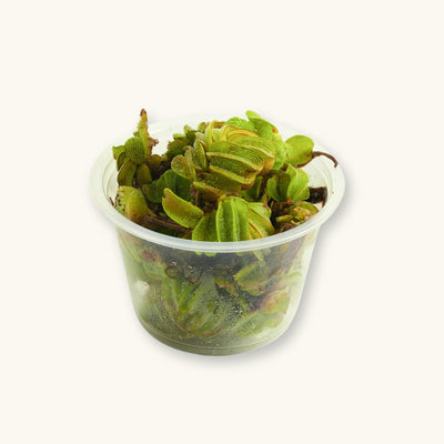 A portion cup of Salvinia minima, an aquatic floating plant used in low-tech blackwater aquariums, photographed against a natural background at Betta Botanicals.