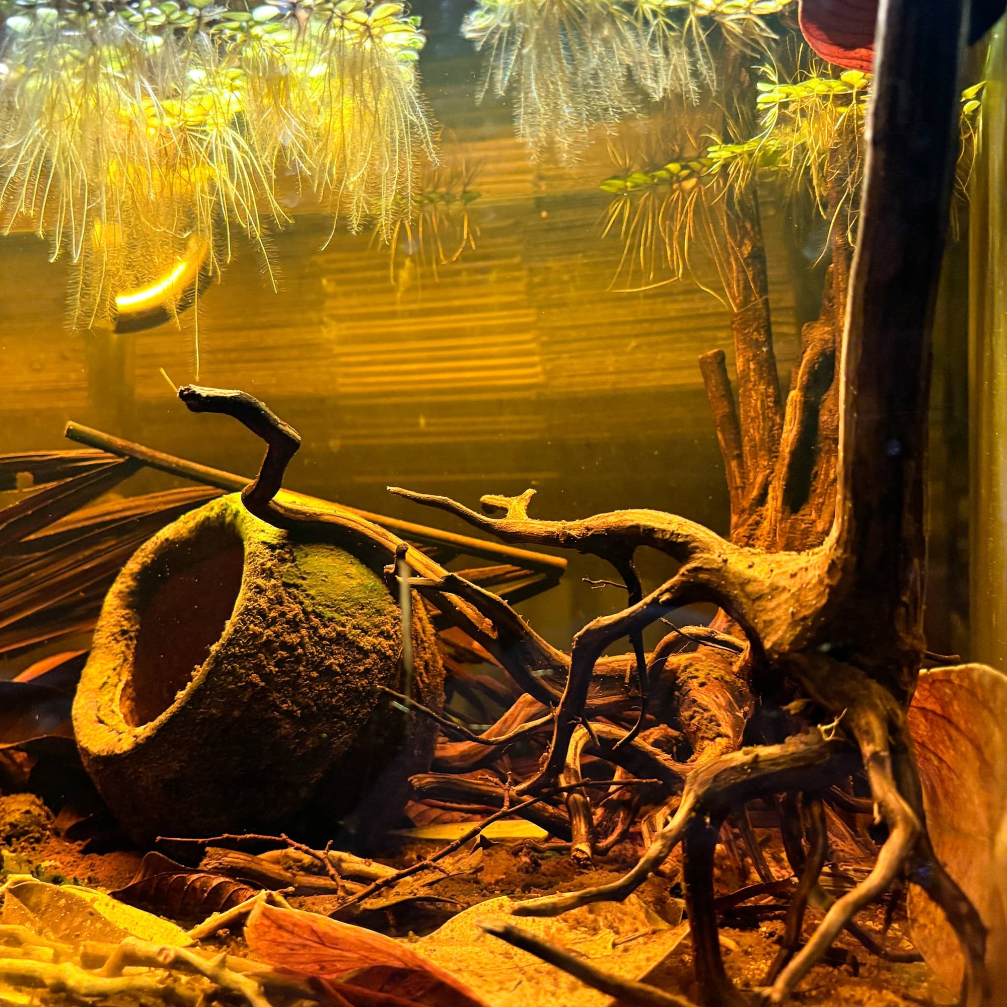 A sapucaia pod and rasamala root in a botanical method aquarium at Betta Botanicals.