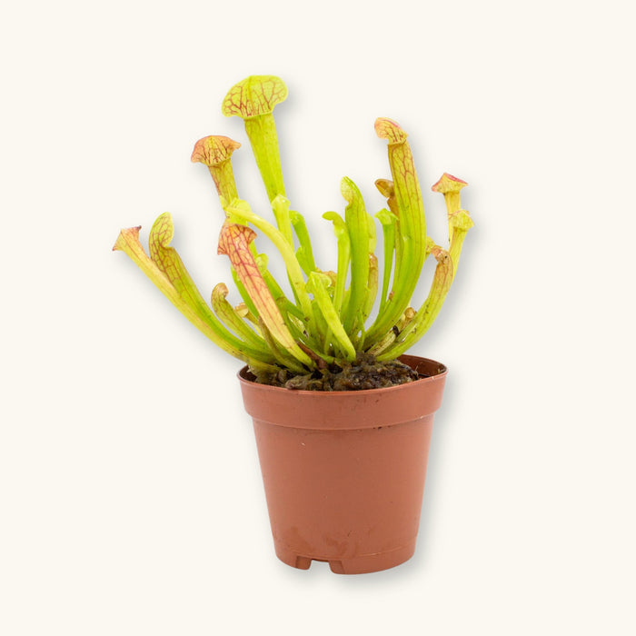 Sarracenia carnivorous plant in a pot with upright green and red-veined pitchers, photographed on a natural background for blackwater bog plant use at Betta Botanicals.