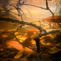 A blackwater botanical method aquarium with oak twigs and shingles live oak leaf litter at Betta Botanicals.