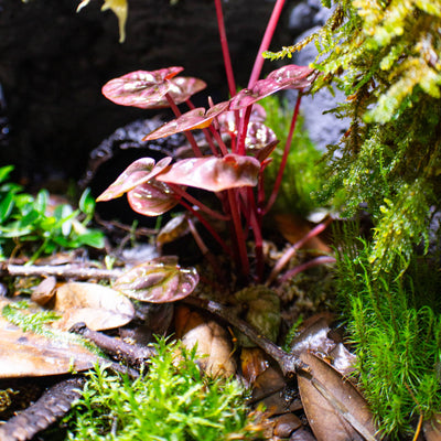 Shingles live oak leaf litter in a bioactive enclosure for frogs at Betta Botanicals.