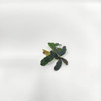 Bucephalandra specimen with elongated, slightly ruffled dark green leaves attached to a short rhizome, displayed on a white background for Botanical Method Aquarium use at Betta Botanicals.
