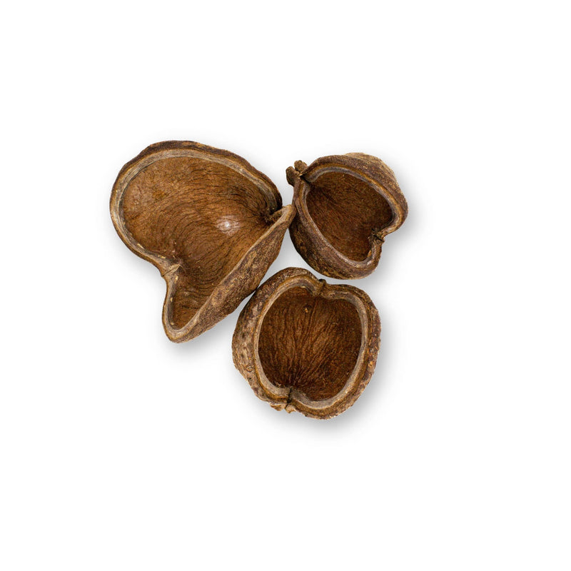 A group of three brown clamshell shaped sterculia pods for blackwater biotope aquariums and bioactive enclosures at Betta Botanicals.