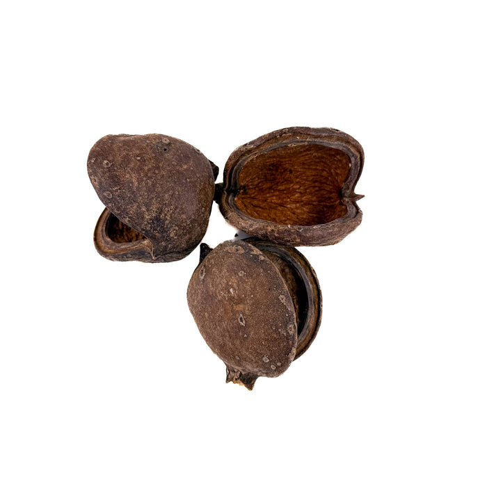 A group of three brown clamshell shaped sterculia pods for blackwater biotope aquariums and bioactive enclosures at Betta Botanicals.