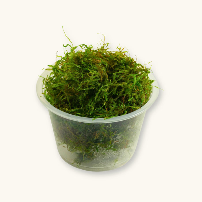 A Taiwan Moss clump grown for biotope aquariums, displayed in a clear culture cup and photographed against a natural background at Betta Botanicals.