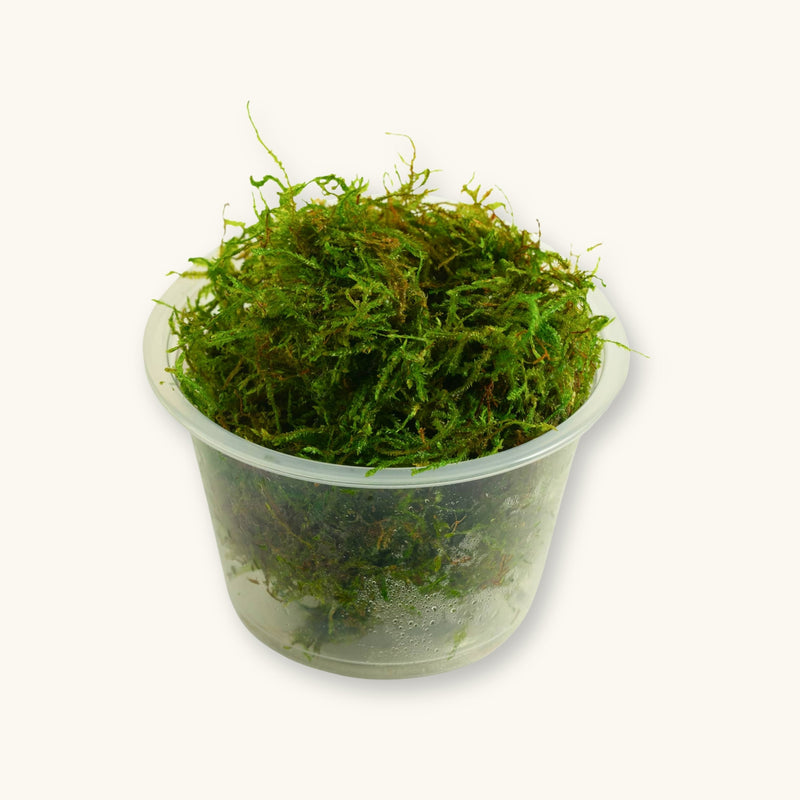 A Taiwan Moss clump grown for biotope aquariums, displayed in a clear culture cup and photographed against a natural background at Betta Botanicals.