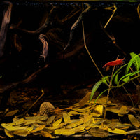 A blackwater aquarium featuring dried Tamarind indica leaves layered on the substrate, a bright red shrimp perched on aquatic plants, and natural driftwood creating a dynamic botanical aquarium at Betta Botanicals.