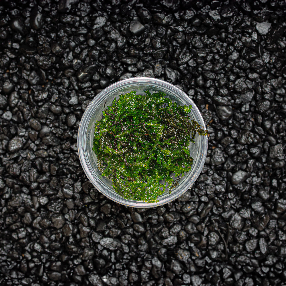 A cup portion of green aquatic peacock moss against a dark substrate for blackwater, biotope, and botanical method aquariums at Betta Botanicals.