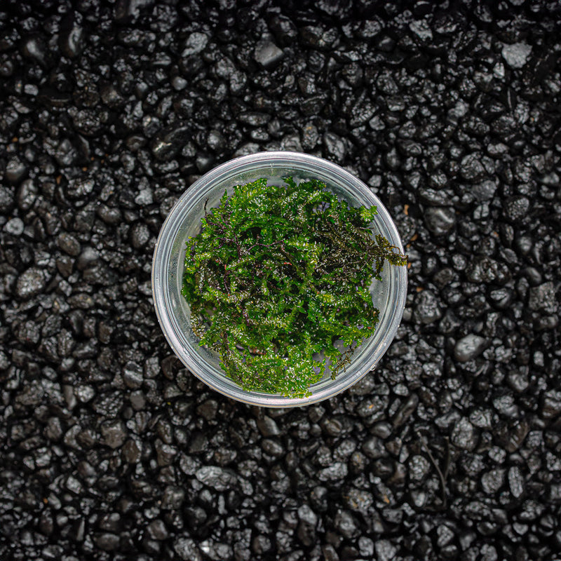 A cup portion of green aquatic peacock moss against a dark substrate for blackwater, biotope, and botanical method aquariums at Betta Botanicals.