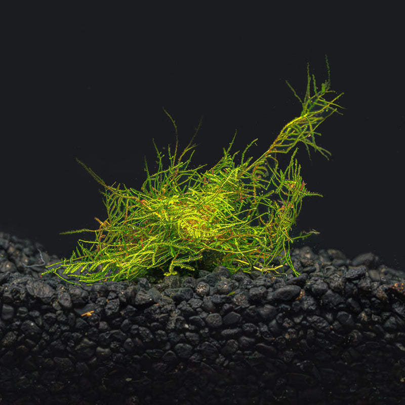 A portion of green aquatic peacock moss in an aquarium with dark substrate in blackwater, biotope, and botanical method aquariums at Betta Botanicals.