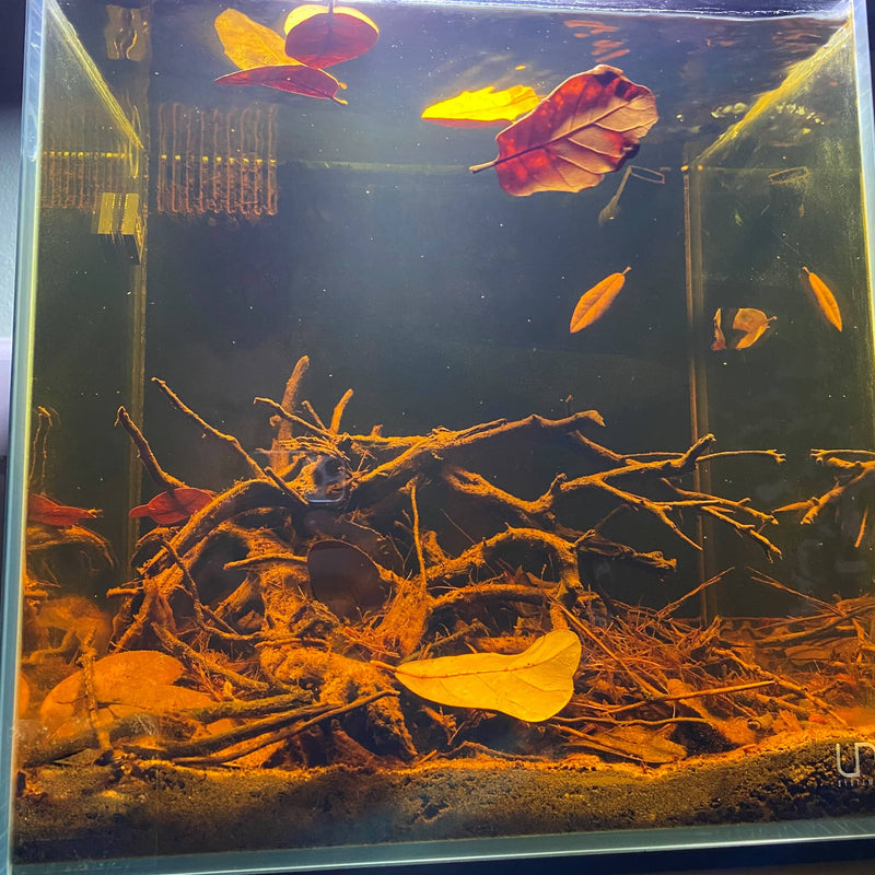 Texas live oak leaf litter in a blackwater aquarium with lightly tinted water at Betta Botanicals.
