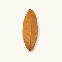 Single Theobroma cacao leaf from Colombia with golden-brown hue, photographed on a natural background for blackwater aquarium and dart frog leaf litter use at Betta Botanicals.
