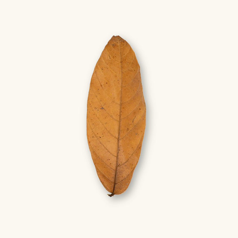 Single Theobroma cacao leaf from Colombia with golden-brown hue, photographed on a natural background for blackwater aquarium and dart frog leaf litter use at Betta Botanicals.