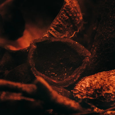 A dark brown cup shaped Tingui seed pod sits atop the substrate of blackwater aquarium at Betta Botanicals.