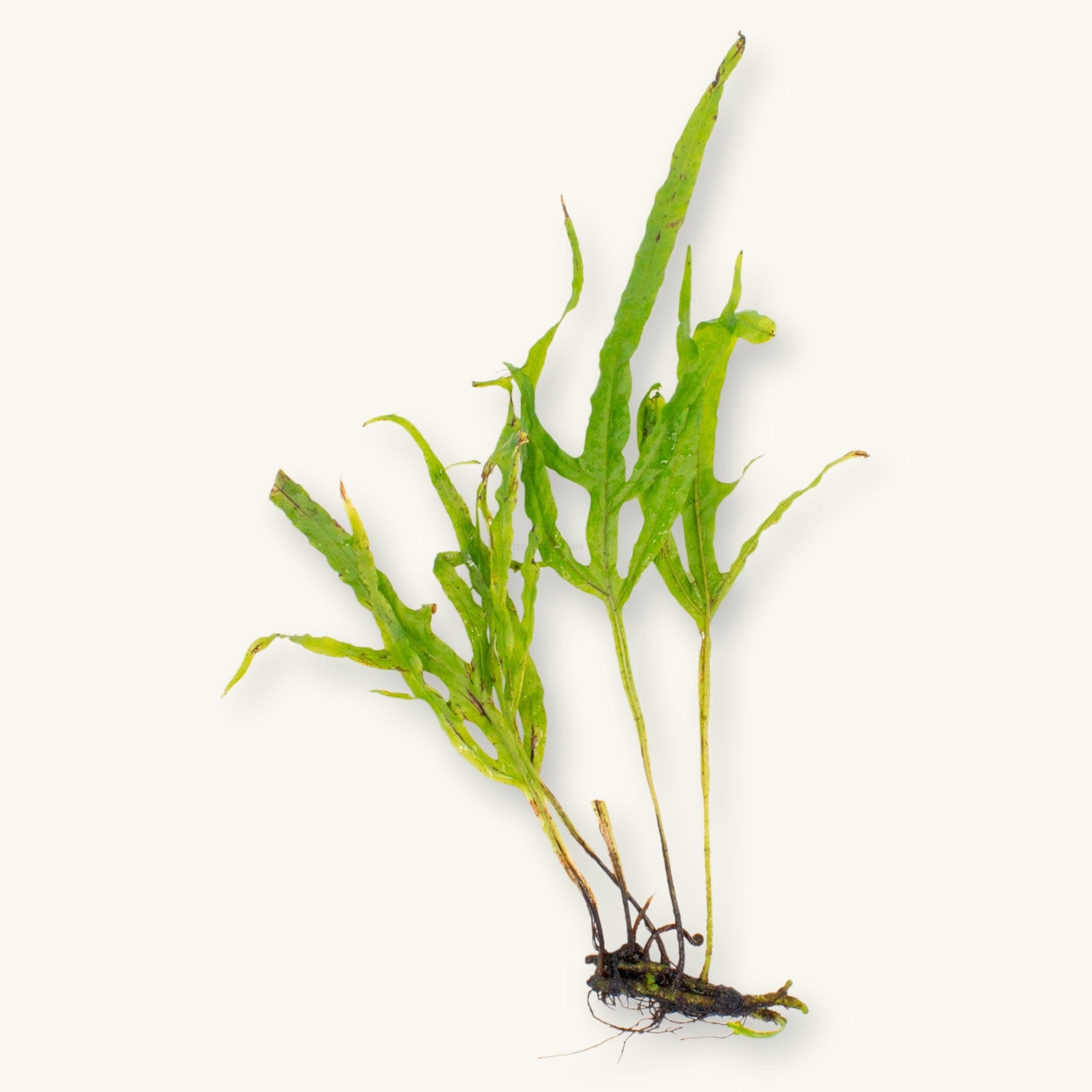A Trident Java Fern (Microsorum pteropus ‘Trident’) with exposed roots and narrow, forked leaves, photographed on a natural background for blackwater aquarium use at Betta Botanicals.