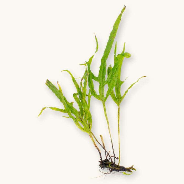 A Trident Java Fern (Microsorum pteropus ‘Trident’) with exposed roots and narrow, forked leaves, photographed on a natural background for blackwater aquarium use at Betta Botanicals.