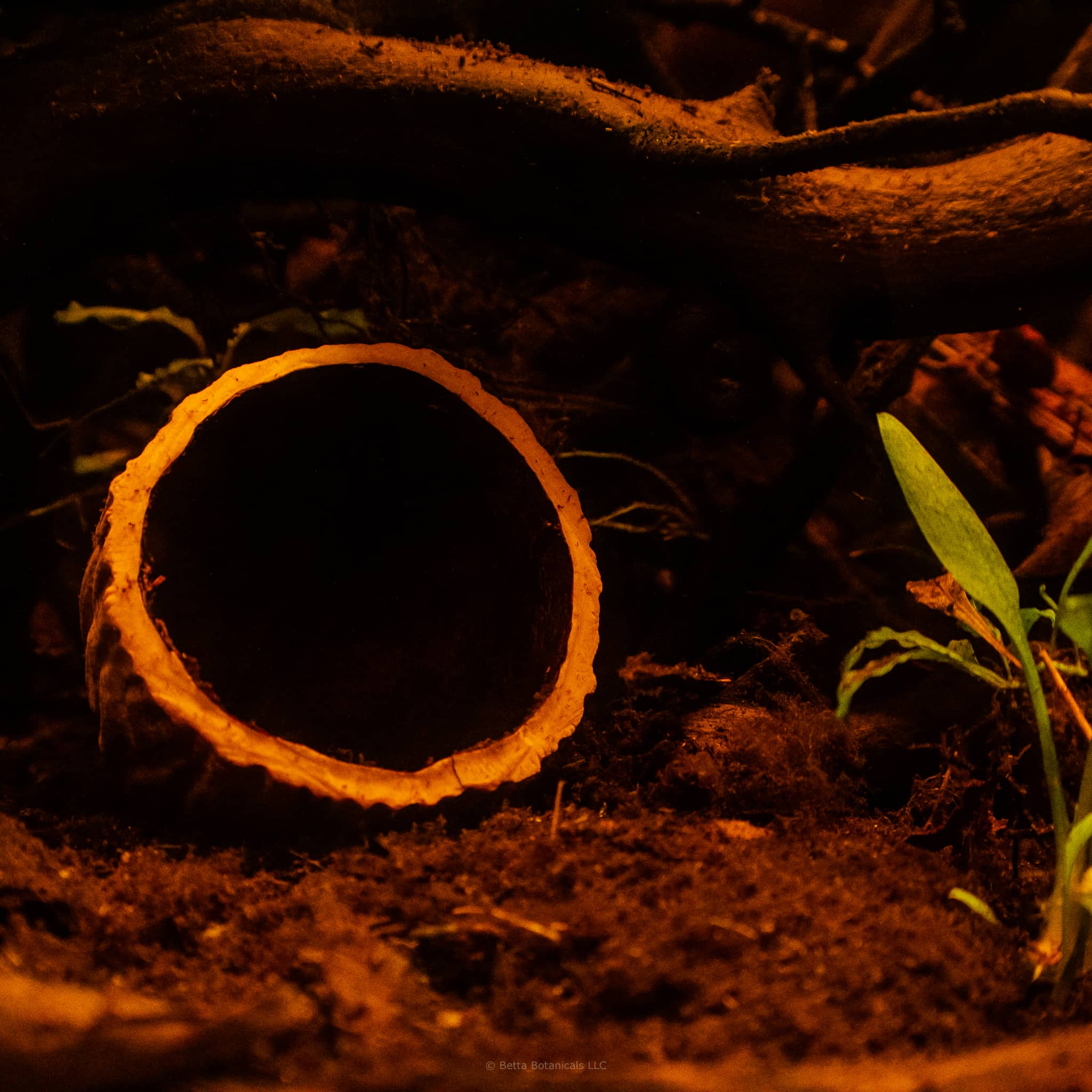 An Ulin Pod from the Bornean Ironwood Tree rests on the dark detritus substrate of a blackwater biotope aquarium at Betta Botanicals.