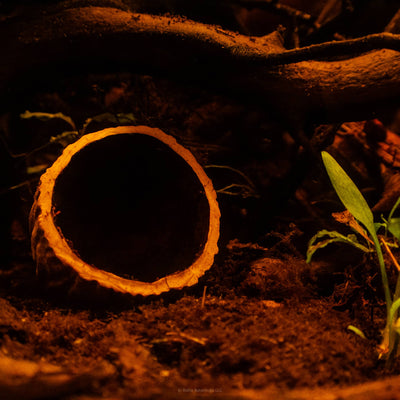 An Ulin Pod from the Bornean Ironwood Tree rests on the dark detritus substrate of a blackwater biotope aquarium at Betta Botanicals.