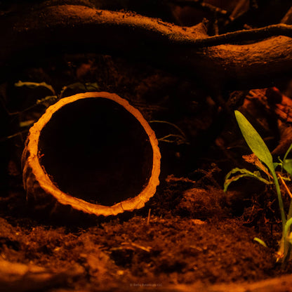 An Ulin Pod from the Bornean Ironwood Tree rests on the dark detritus substrate of a blackwater biotope aquarium at Betta Botanicals.