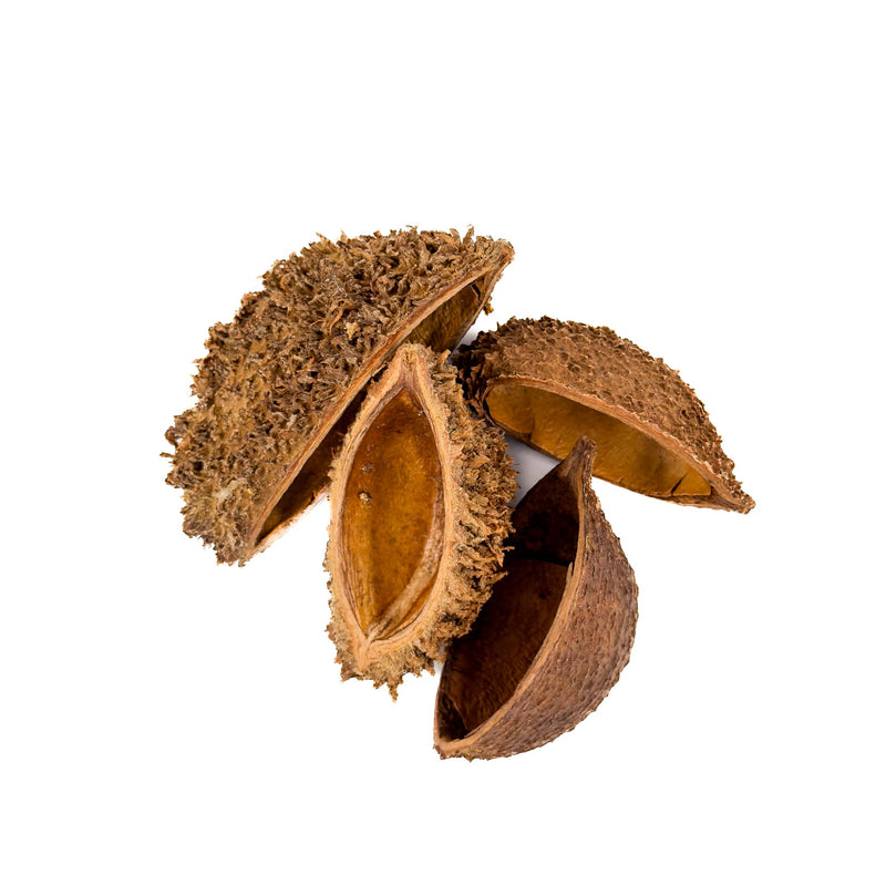 A group of four zeyheria urchin pods against a white background with highly textured outer shells and smooth insides for blackwater aquariums at Betta Botanicals.