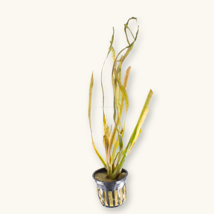 Vallisneria americana plant in a pot for use in blackwater aquariums, photographed on a natural background at Betta Botanicals.