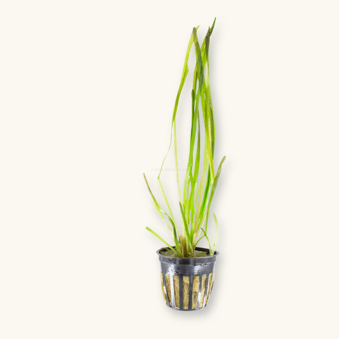 A Vallisneria spiralis plant in a plastic pot for blackwater aquariums, photographed on a natural background at Betta Botanicals.