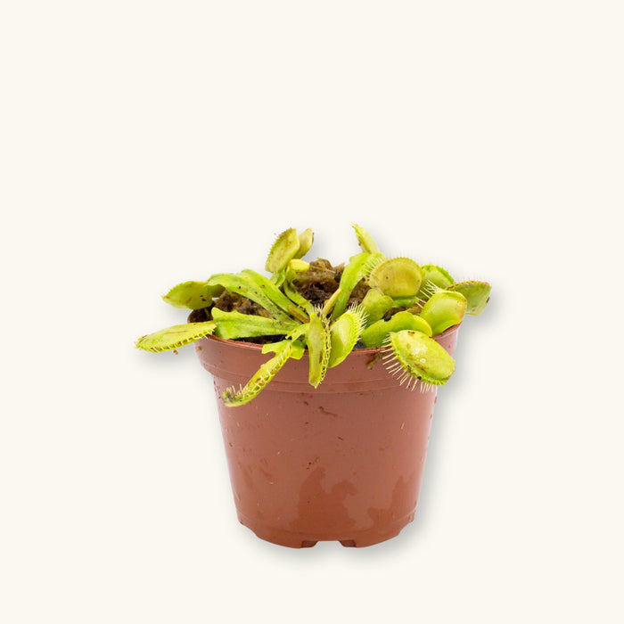 Venus Fly Trap carnivorous plant in pot with open traps, photographed on a natural background for blackwater pond use at Betta Botanicals.