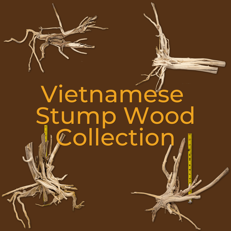 Vietnamese Stump Wood | WYSIWYG Pieces