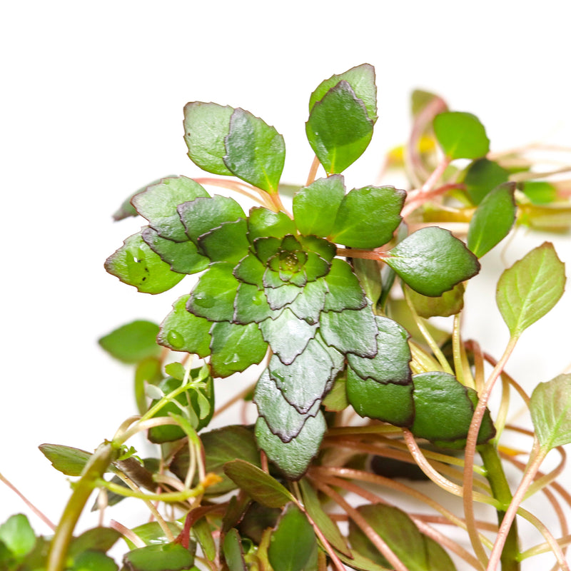 A close up photo of Water Mosaic rossette with green leaves and brown/red margins at Betta Botanicals.