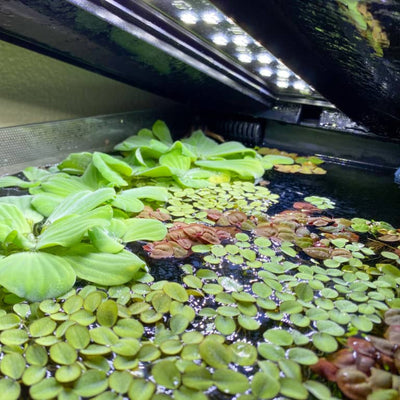 Easy and low-tech floating plants like Salvinia Minima floating in a blackwater aquarium for community fish at Betta Botanicals.