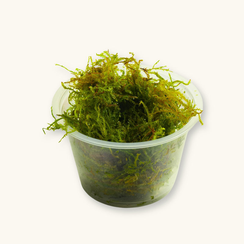A Weeping Moss plant in a culture cup for low-tech blackwater aquariums, photographed against a natural background at Betta Botanicals.